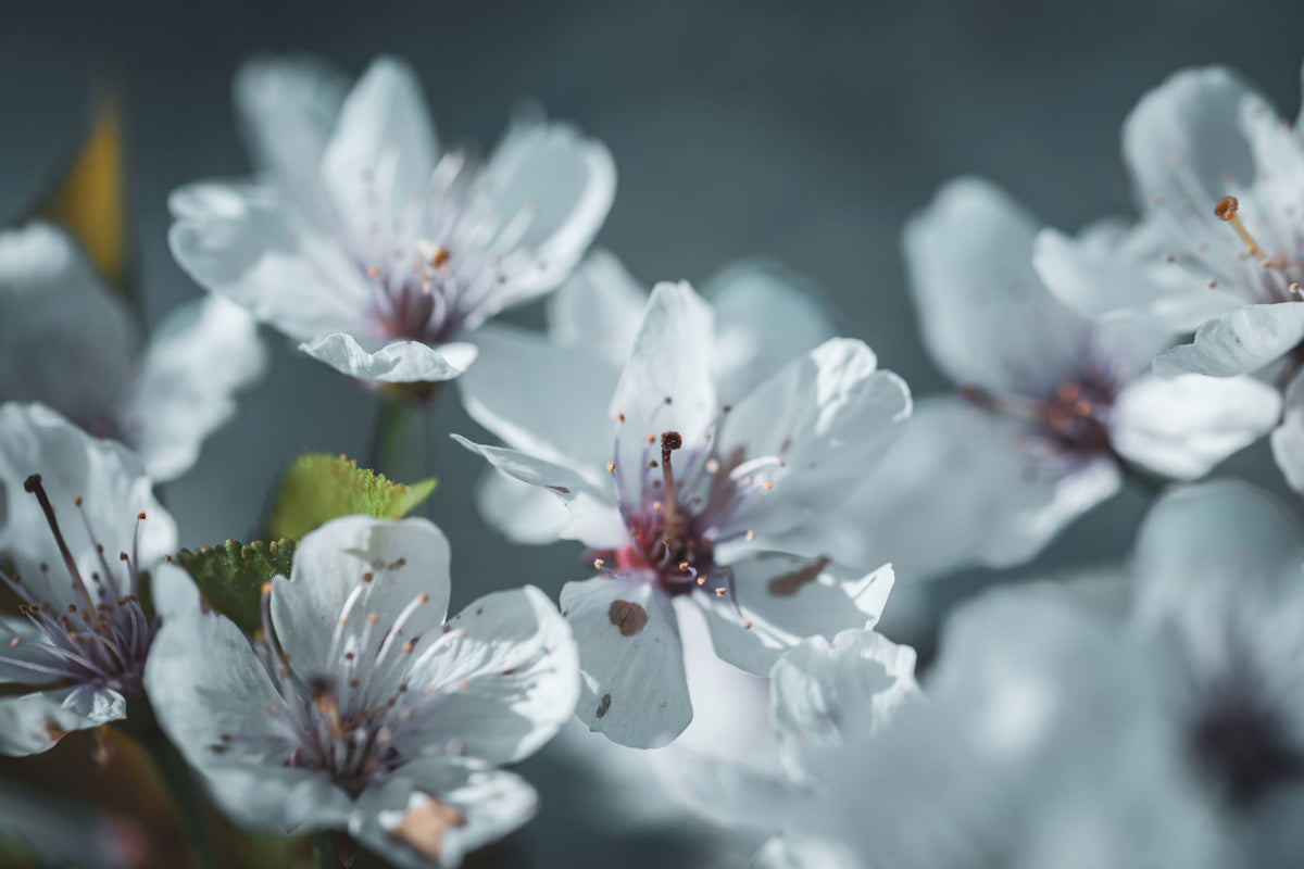 Blossom Reverie Mural Wallpaper - pure wallpaper artwork