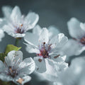 Blossom Reverie Mural Wallpaper - pure wallpaper artwork