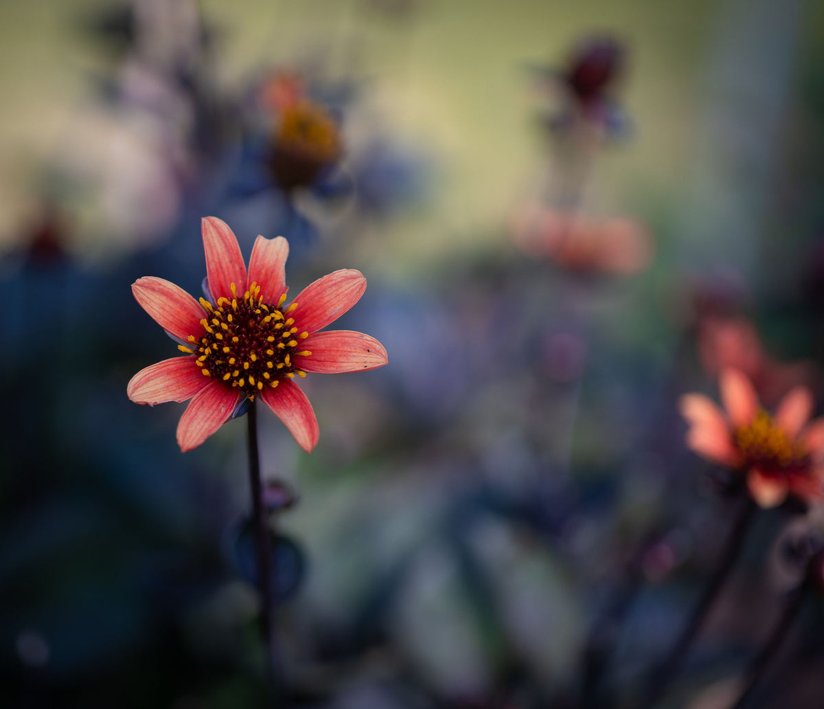 Peach Dahlias Mural Wallpaper - pure wallpaper artwork