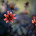 Peach Dahlias Mural Wallpaper - pure wallpaper artwork