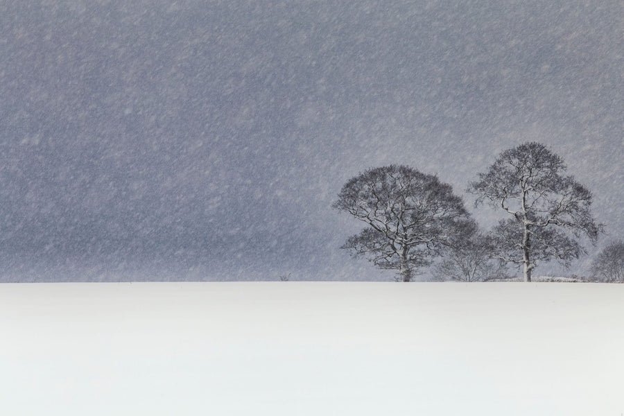 Forest Wallpaper Mural – Woodland Wall Mural – Winter's Pair printable artwork