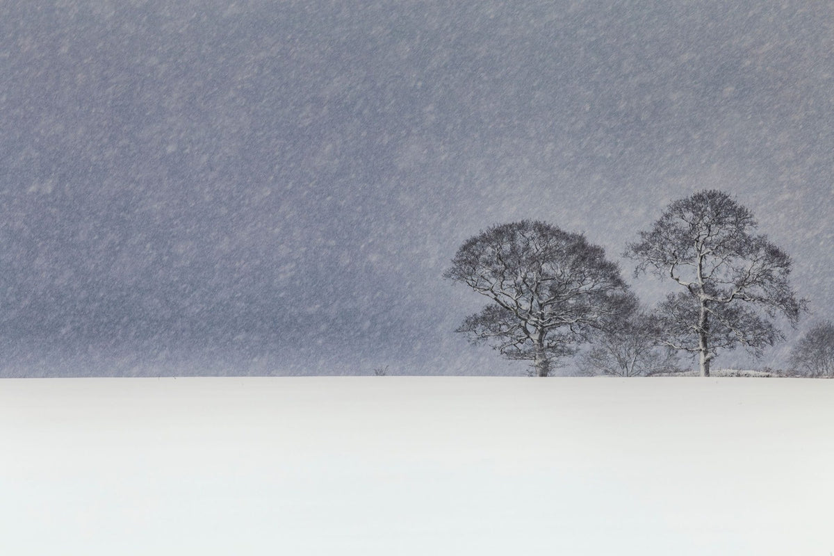 Winter's Pair Mural Wallpaper - pure wallpaper artwork
