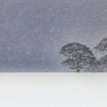Winter's Pair Mural Wallpaper - pure wallpaper artwork