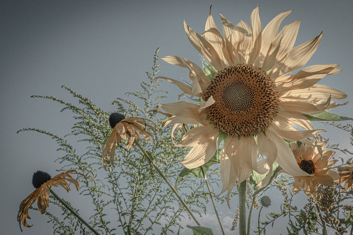 Sunflower Mural Wallpaper - pure wallpaper artwork