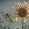 Sunflower Mural Wallpaper - pure wallpaper artwork