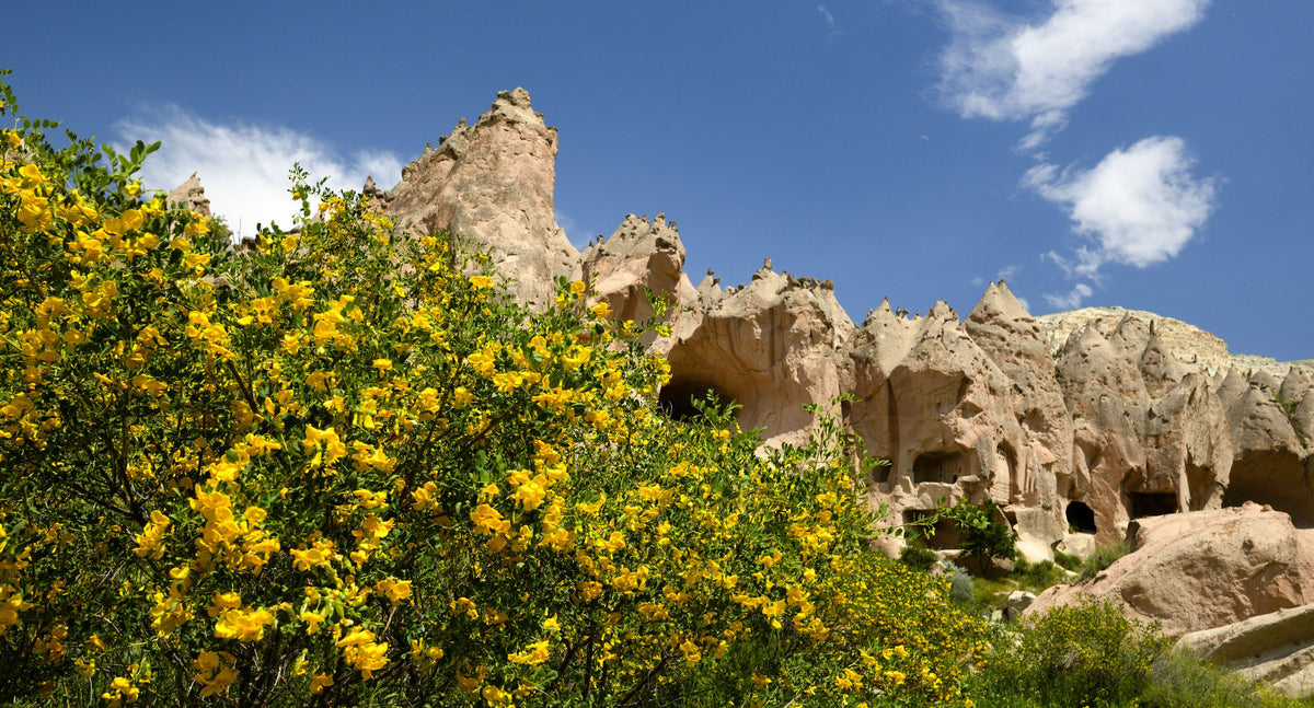 Desert Bloom Mural Wallpaper - pure wallpaper artwork
