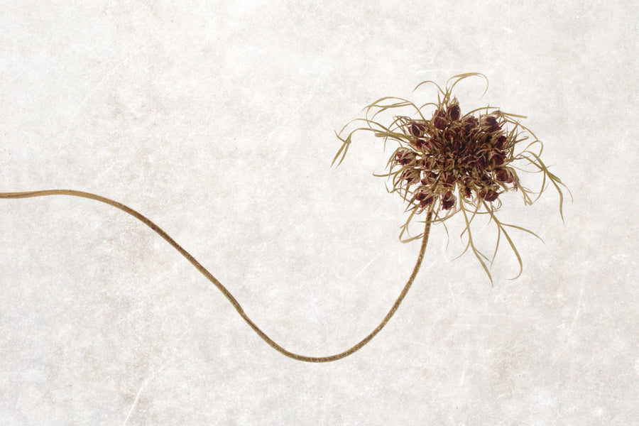Dried Flower I Mural Wallpaper