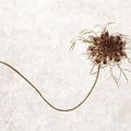 Dried Flower I Mural Wallpaper - pure wallpaper artwork