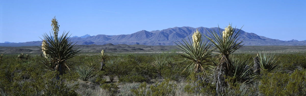 Desert Yucca Vista Mural Wallpaper - pure wallpaper artwork
