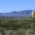Desert Yucca Vista Mural Wallpaper - pure wallpaper artwork