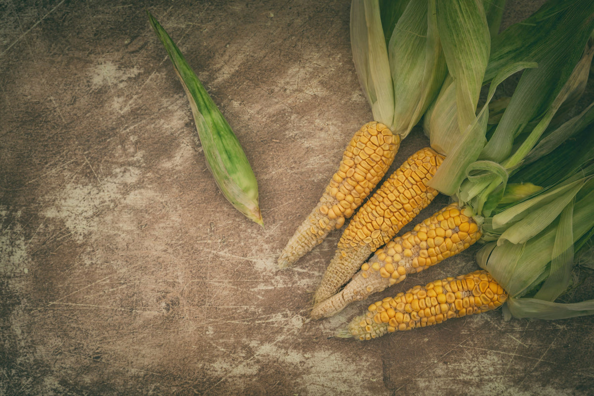 Harvest Corn Mural Wallpaper - pure wallpaper artwork