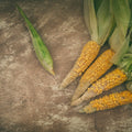 Harvest Corn Mural Wallpaper - pure wallpaper artwork