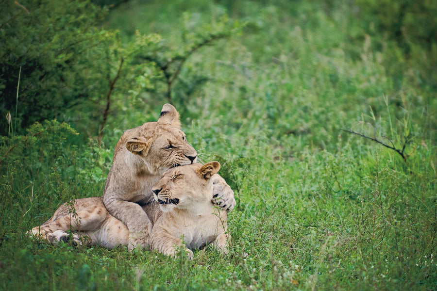 Playful Lions Mural Wallpaper