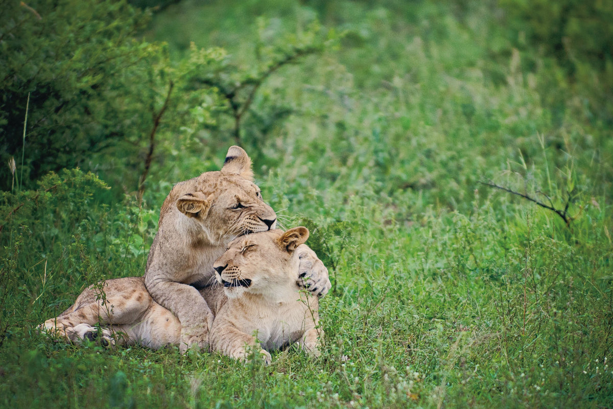 Playful Lions Mural Wallpaper - pure wallpaper artwork