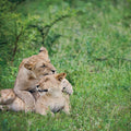 Playful Lions Mural Wallpaper - pure wallpaper artwork