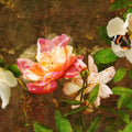 Autumn Reverie Mural Wallpaper - Red Tone - pure wallpaper artwork