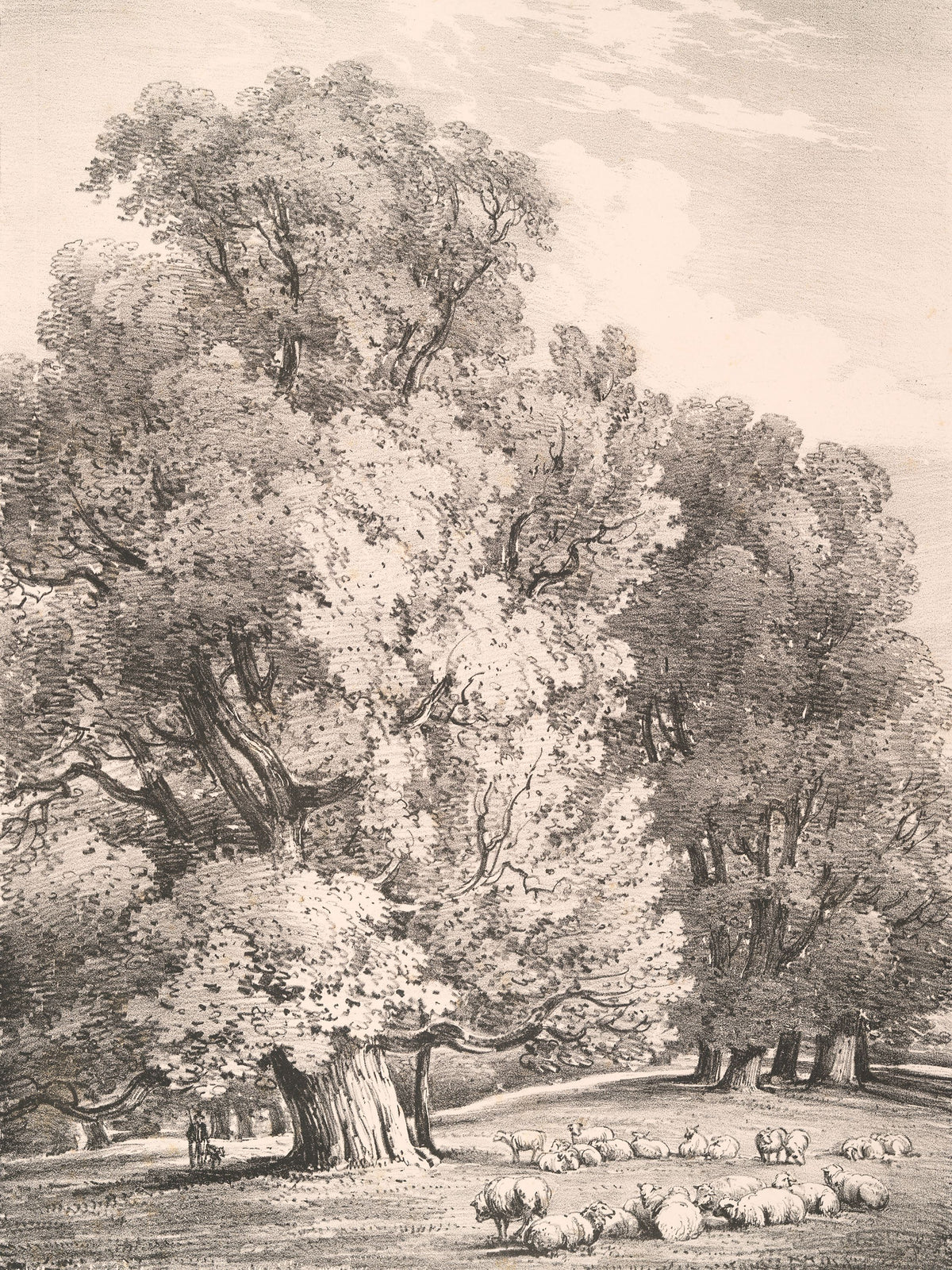 Elm Trees in Holme Park Mural Wallpaper - pure wallpaper artwork