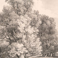 Elm Trees in Holme Park Mural Wallpaper - pure wallpaper artwork
