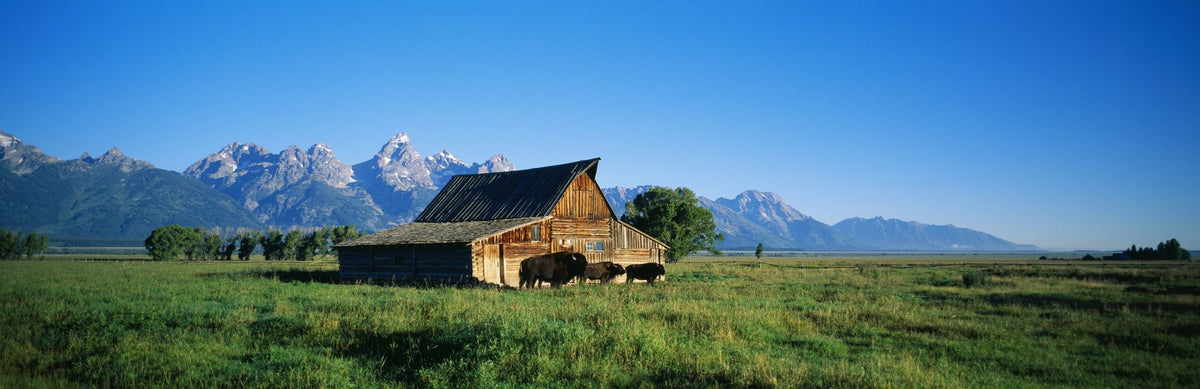 Mountain Bison Ranch Mural Wallpaper - pure wallpaper artwork