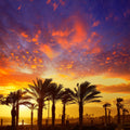 Blue Orange and Yellow Palms Mural Wallpaper - pure wallpaper artwork