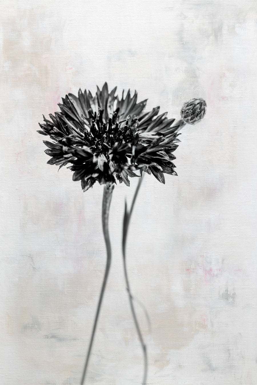 Wonderful Wildflowers VIII Neutral Mural Wallpaper