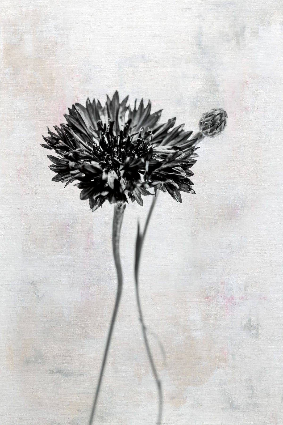 Wonderful Wildflowers VIII Neutral Mural Wallpaper - pure wallpaper artwork