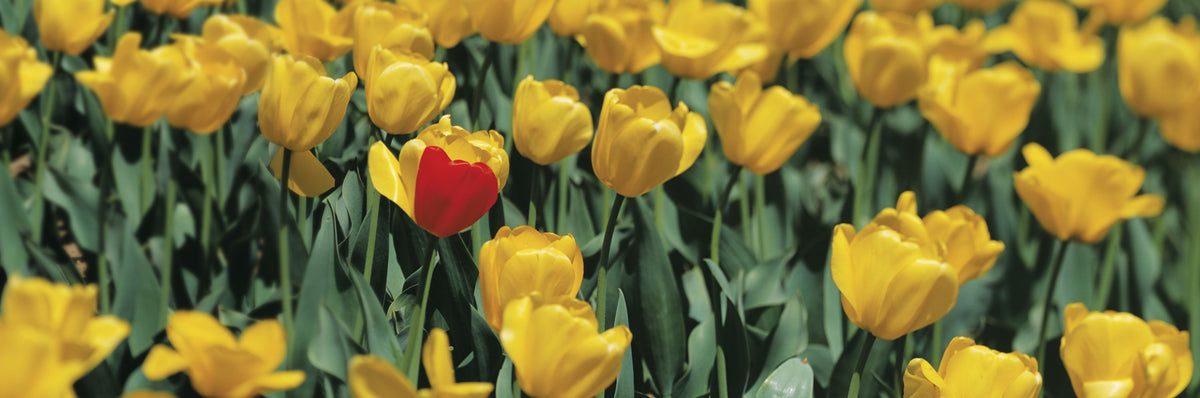The Standout Tulip Mural Wallpaper - pure wallpaper artwork