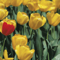 The Standout Tulip Mural Wallpaper - pure wallpaper artwork