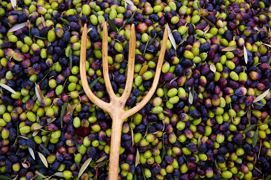 Picking Olives Mural Wallpaper
