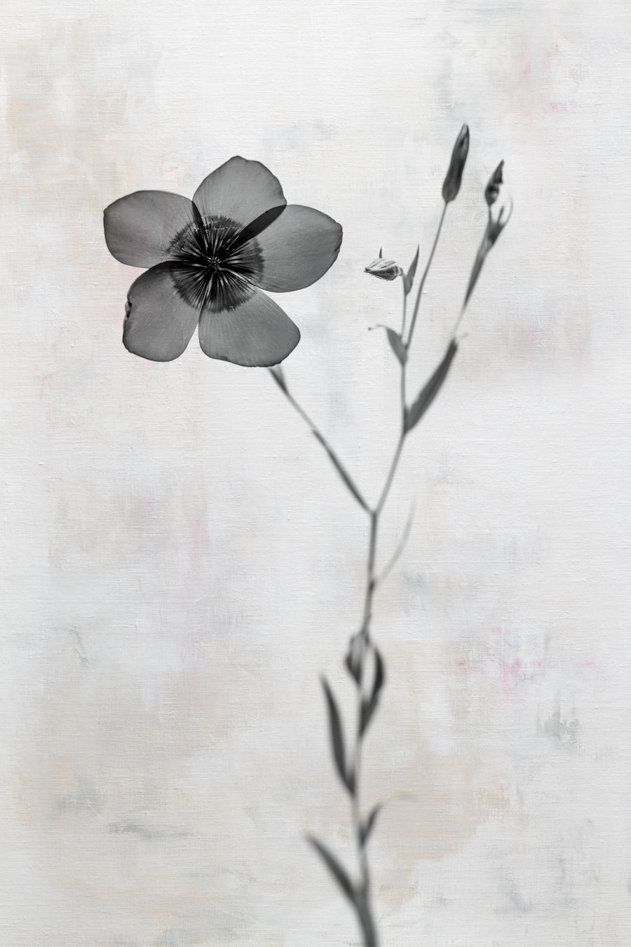 Wonderful Wildflowers XIV Neutral Mural Wallpaper