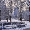 Winter Park Stroll Mural Wallpaper - pure wallpaper artwork
