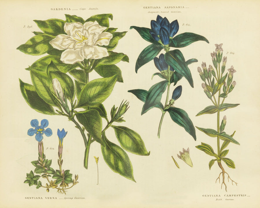 Herbal Botanical IX Mural Wallpaper