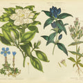 Herbal Botanical IX Mural Wallpaper - pure wallpaper artwork