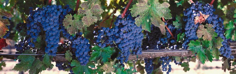 Expensive Grapes Mural Wallpaper