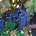 Expensive Grapes Mural Wallpaper - pure wallpaper artwork