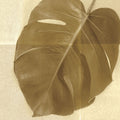 Monstera Leaf I Mural Wallpaper - pure wallpaper artwork