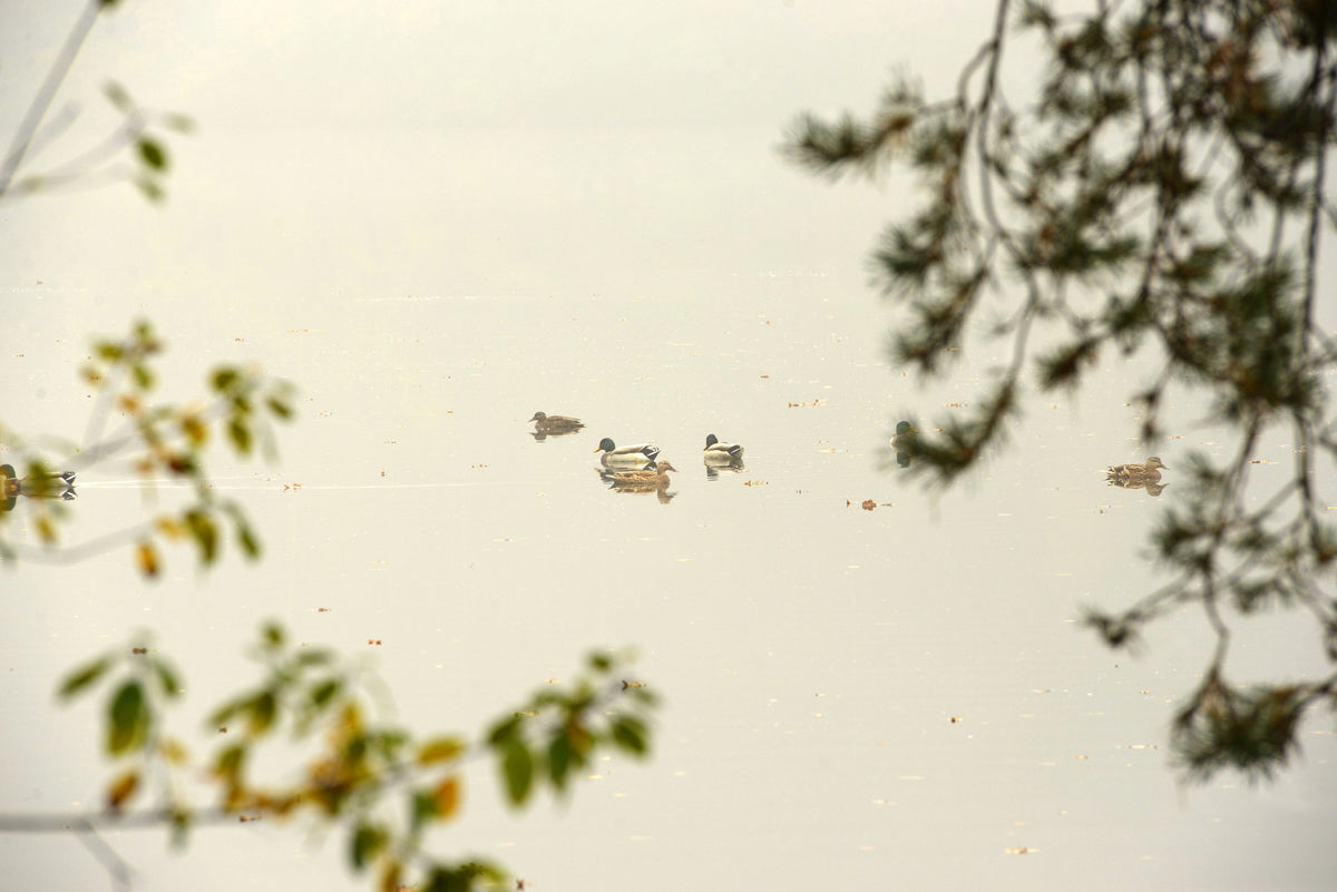 Ducks Resting Mural Wallpaper - pure wallpaper artwork