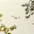 Ducks Resting Mural Wallpaper - pure wallpaper artwork