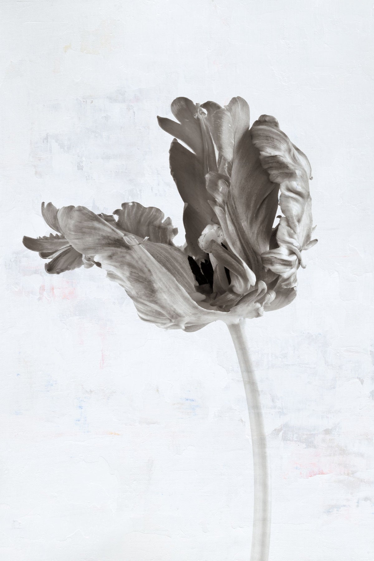 Sepia Tulip III Mural Wallpaper - pure wallpaper artwork