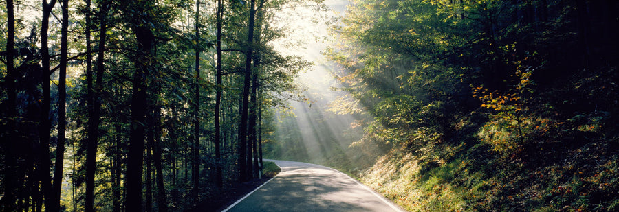 Forest Pathway Mural Wallpaper