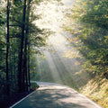 Forest Pathway Mural Wallpaper - pure wallpaper artwork