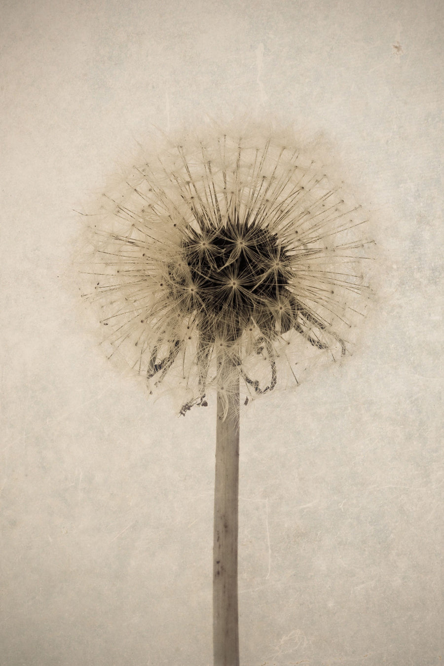 Dandelion Mural Wallpaper