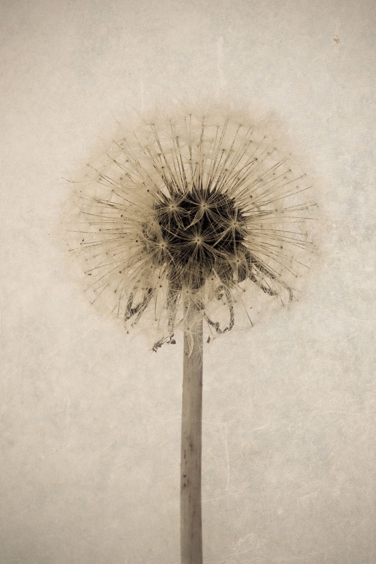 Dandelion Mural Wallpaper - pure wallpaper artwork