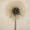 Dandelion Mural Wallpaper - pure wallpaper artwork