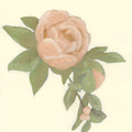 Sweet Peony Mural Wallpaper - pure wallpaper artwork