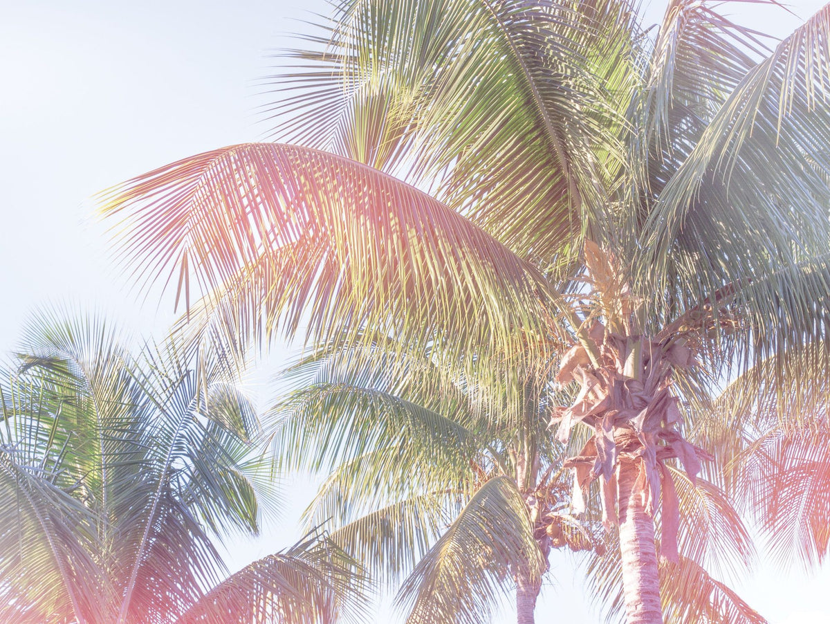 Dream Palm I Mural Wallpaper - pure wallpaper artwork