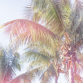 Dream Palm I Mural Wallpaper - pure wallpaper artwork