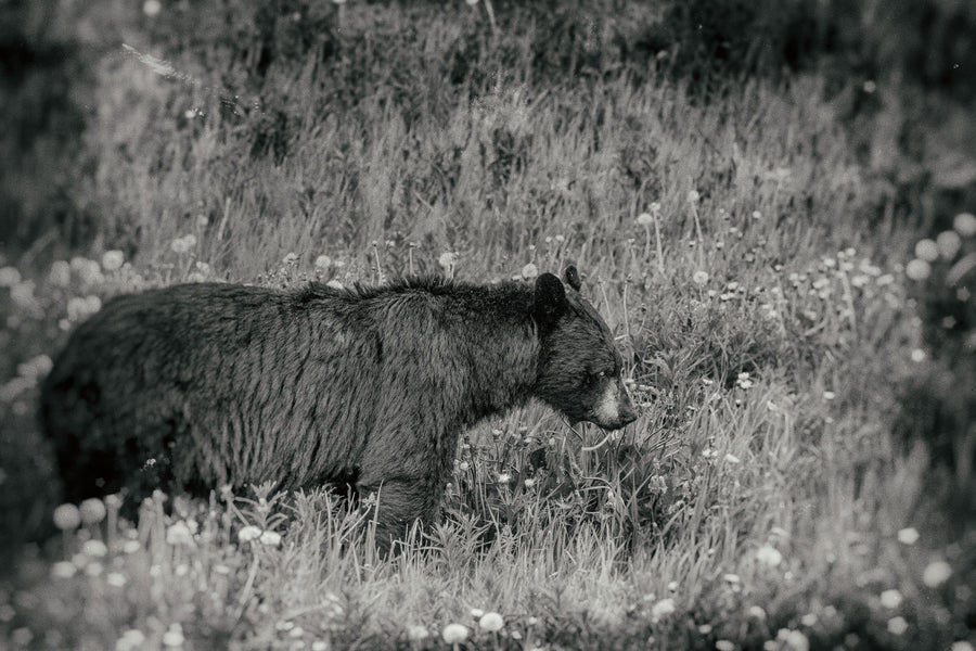 Black Bear Meadow BW Mural Wallpaper