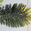 Single Palm Mural Wallpaper - pure wallpaper artwork