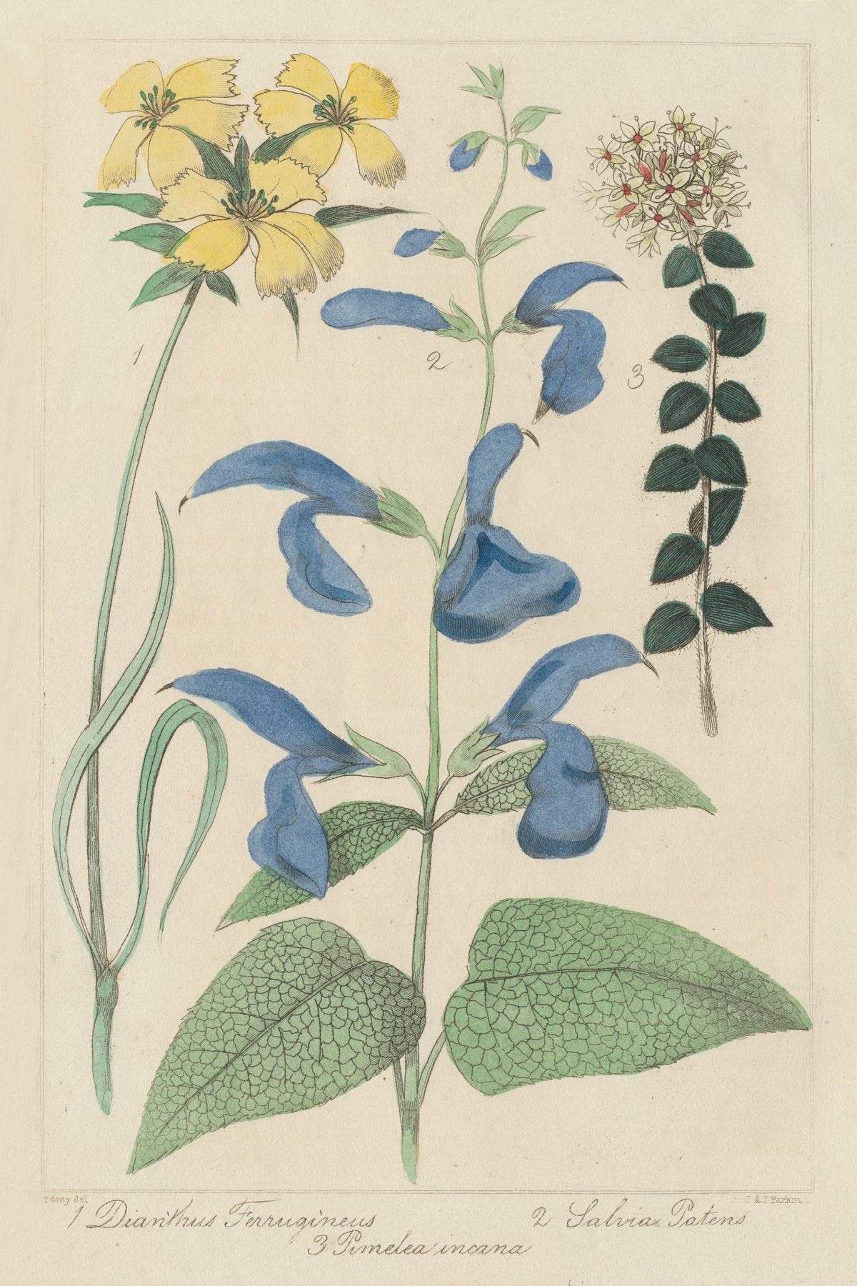 Salvia Florals II Mural Wallpaper - pure wallpaper artwork